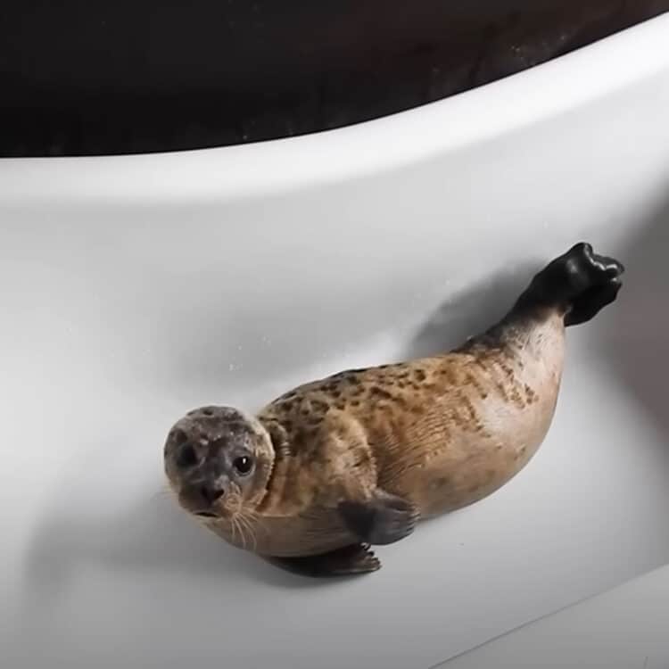 A Baby Seal Keeps on Hissing After Being Rescued and Brought to Rehabilitation