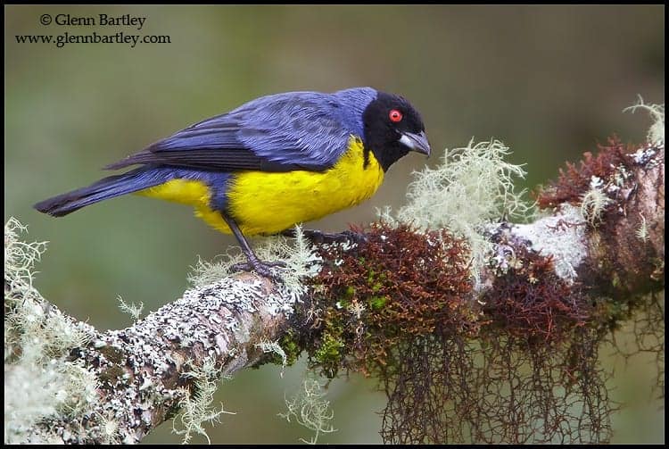 Hooded Mountain-Tanager (Buthraupis montana)