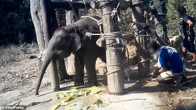 Horrific footage shows baby elephants being 'broken' at cruel training camps before they are set to work in the tourist industry in Thailand