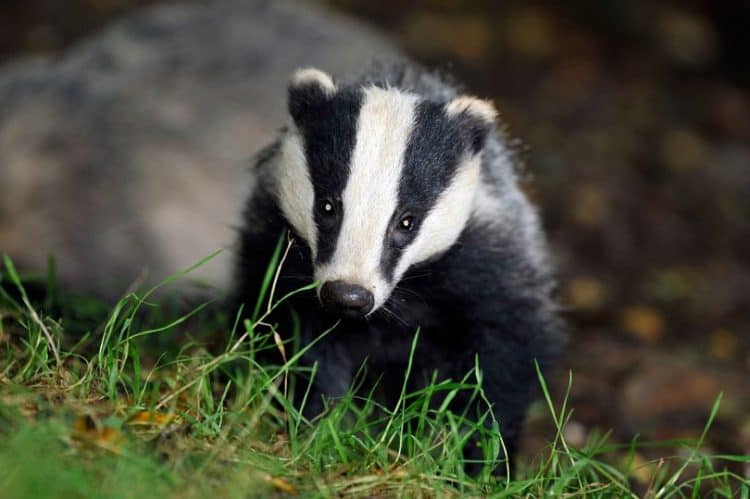 Horror images show reality of brutal badger cull unfolding in the countryside