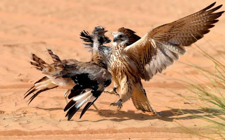 A falcon hunts a houbara bustard bird at the desert oasis of Al-Ain, in the United Arab Emirates