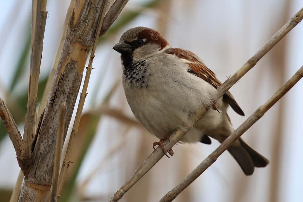 house_sparrow_0 | Focusing on Wildlife