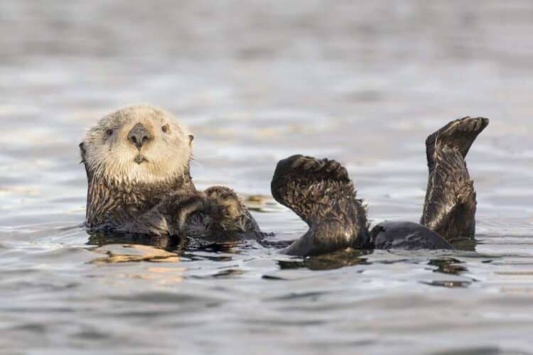 We like to think of sea otters as cute but they can be aggressive. Credit: rbrown10/Shutterstock