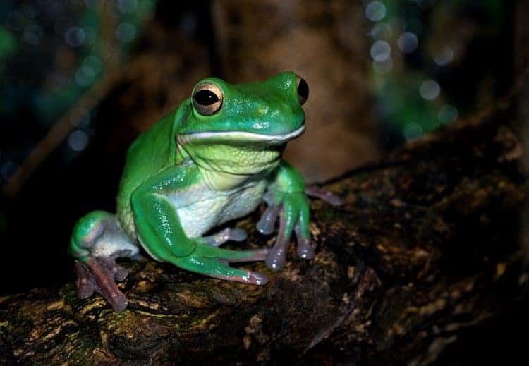 How Climate Change and Road Salt Pollution are Endangering Frogs