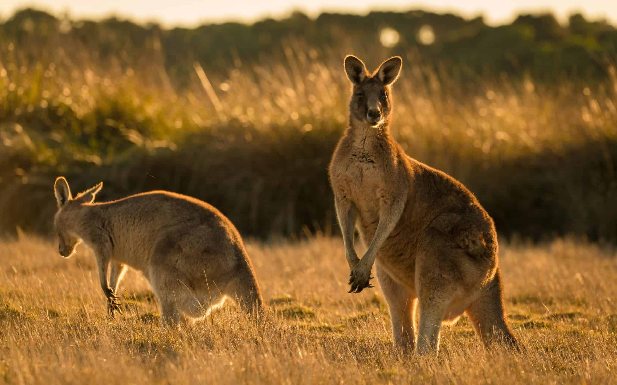 How Kangaroo Populations are Mistreated in Australia