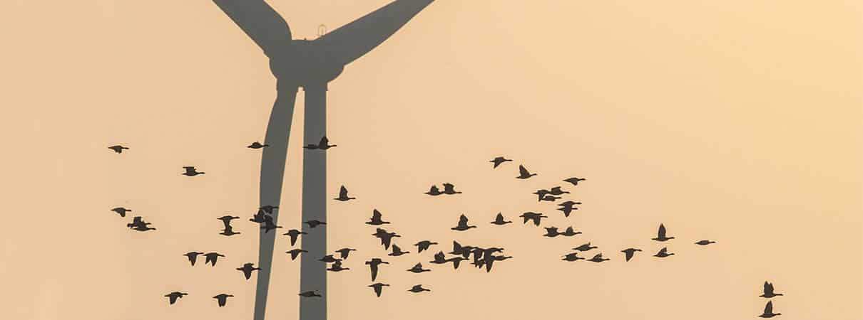 How Many Birds Are Killed By Wind Turbines?