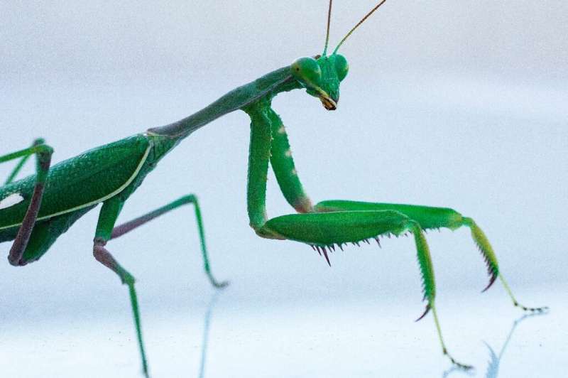 How the male mantis keeps its head during rough sex
