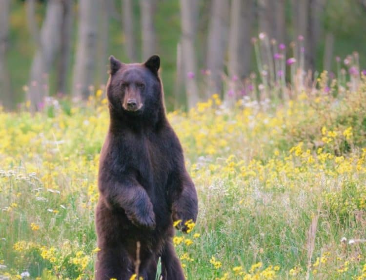 How to Co-Exist with Black Bears
