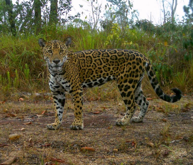 A jaguar takes a self portrait in a camera trap in Belize. Credit: Belize Jaguar Team/Virginia Tech