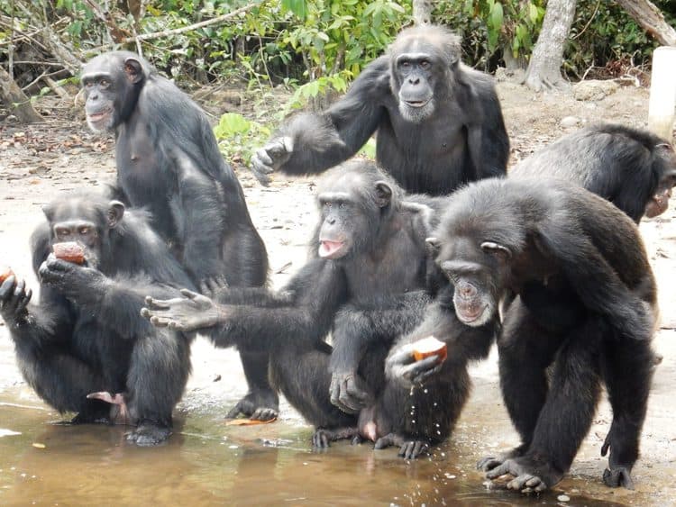Uninhabited Islands Home to 65 Chimps After Years of US-Funded Experiments