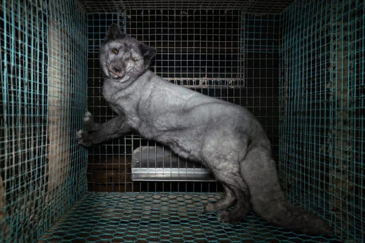 Undercover Investigation Exposes Fox Fur Cruelty