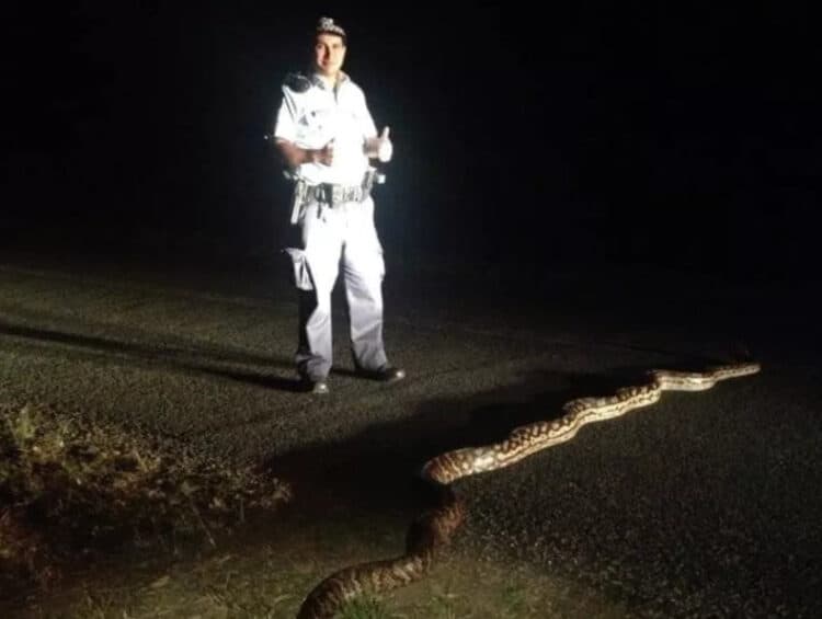 Redland's Snake Catcher image of the snake stretched across the road next to a person. The images of the enormous reptile have shocked the internet. REDLAND'S SNAKE CATCHER