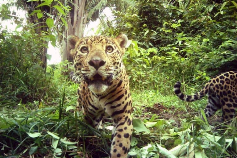 Huge wildlife corridor in Belize sees progress, boosting hope for jaguars and more (commentary)