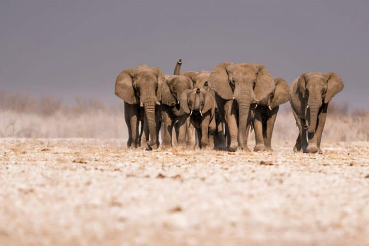 Humans are biggest factor defining elephant ranges across Africa, study  finds | Focusing on Wildlife