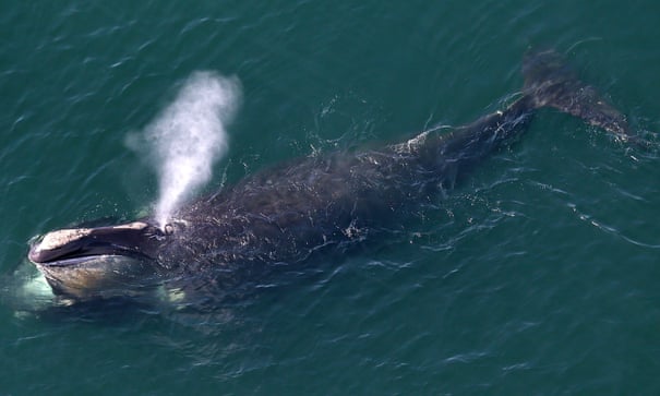 Humans pushing North Atlantic right whale to extinction faster than believed