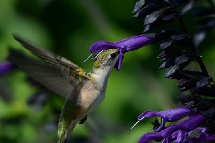 Hovering Ruby-throated Hummingbird