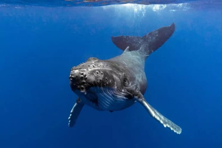 A stock photo shows a humpback whale swimming underwater. A team of researchers recently had a conversation with the species while practicing technology for possibly communicating with extraterrestrial life. CRAIG LAMBERT/GETTY