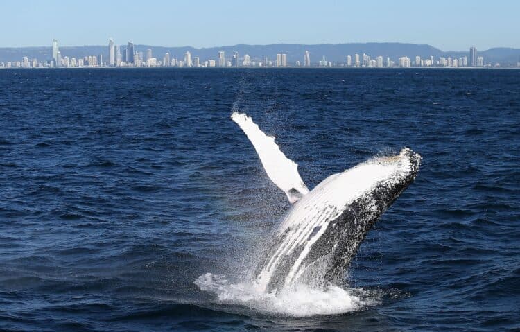 A humpback whale breaches in Gold Coast, Australia in 2016. Jason McCawley / Getty Images