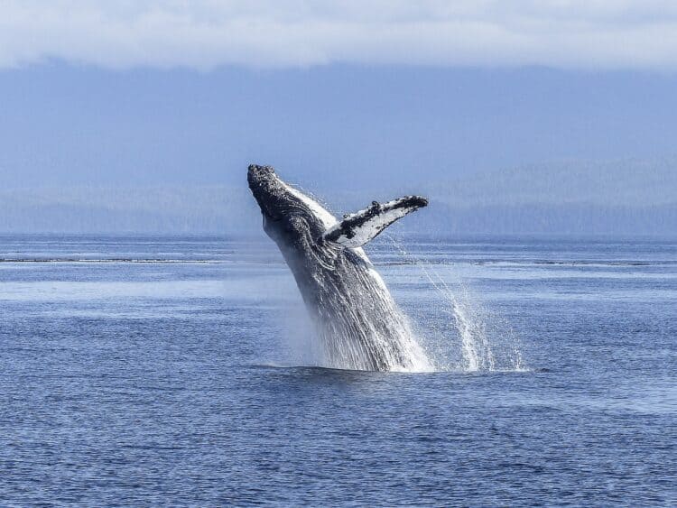 When Fins Fly — Face-Off in Salish Sea Between Humpback Whales and Orcas a Sight to Behold