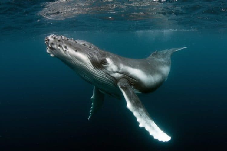 Humpback Whale Habitat Protected by Biden Administration