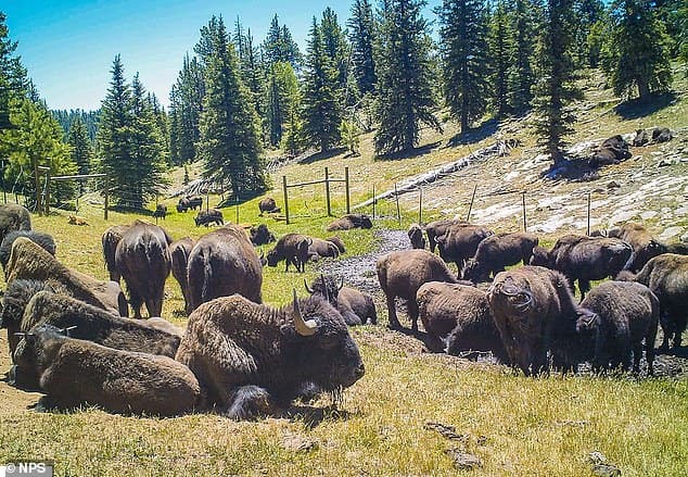 POLL: Hundreds of bison at the Grand Canyon  need to be killed for conservation says the National Parks Service