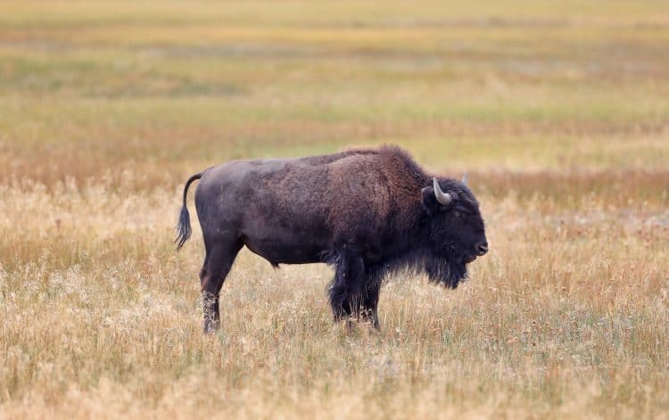 Hundreds of Bison Migrating Out Of Yellowstone To Be Hunted Down Under Government-Sponsored Slaughter