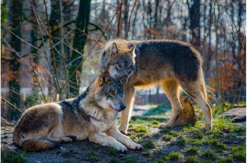 Hundreds of Idaho wolves could be killed under new legislation