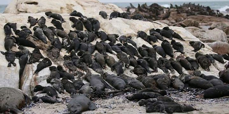 Hundreds of malnourished Cape fur seals wash up dead on South Africa’s shores