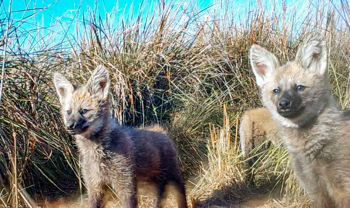 Hungry like the maned wolf pup: Clips give rare glimpse of elusive canine