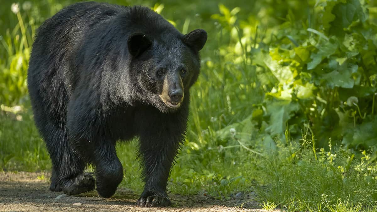 Hunters Kill 328 Bears in NJ, More Than in All of Last Year