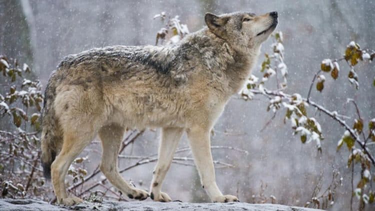 Hunting group sues Wisconsin DNR in attempt to allow wolf hunt this winter