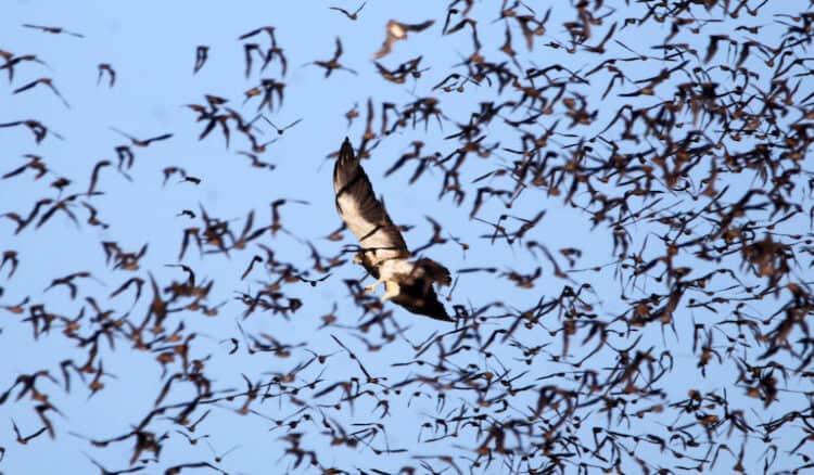 Seeing through the swarm: How hawks hunt bat prey