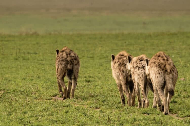 A pack of hyenas in Tanzania. Image courtesy of Sonja Metzger.