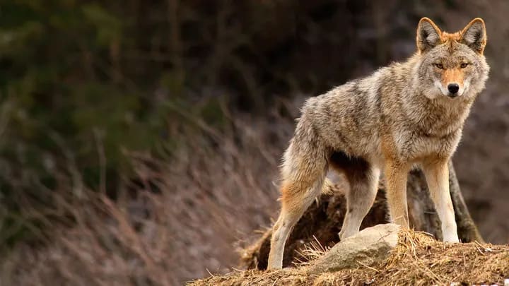 One coyote was removed from the area on Sunday evening, hours before another coyote attack occurred, officials said. (iStock)