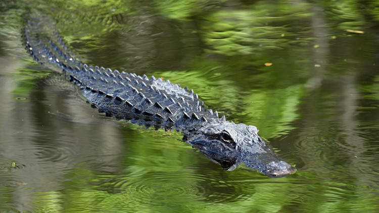 Florida proposes 24-hour-a-day alligator hunting