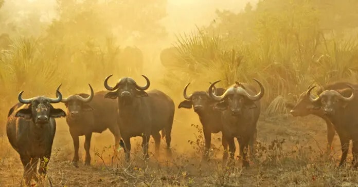 Kruger Ranger Tragically Killed During Confrontation with Buffalo