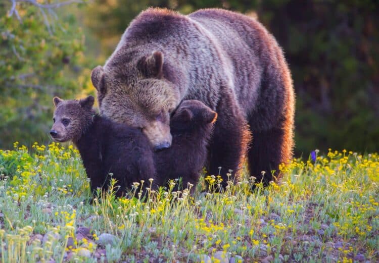 Only about 135 grizzly bears remained when the species was granted Endangered Species Act protections in 1975. iStock.com