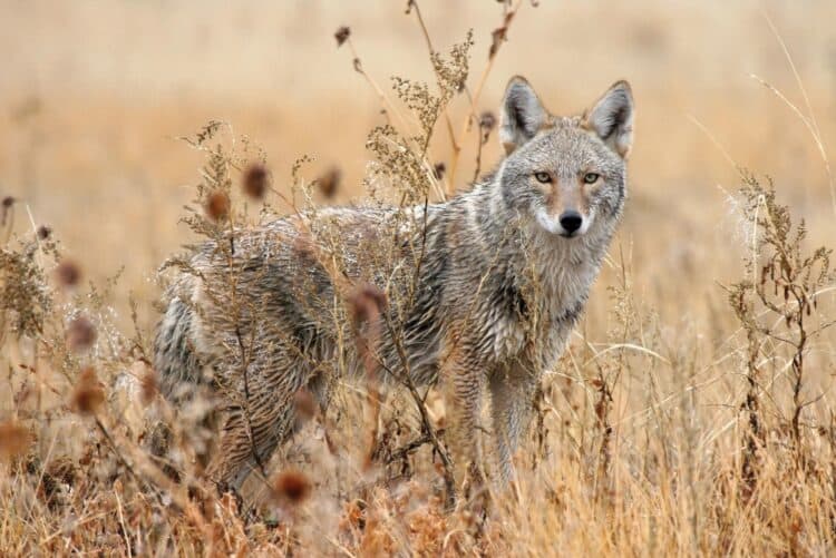 The steady gaze of a coyote in a field