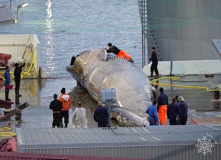 Iceland won’t be killing any whales this year
