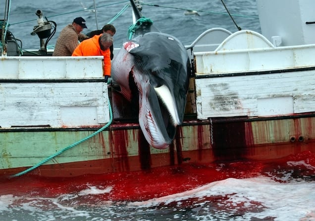 Icelanders Don’t Like Whale Meat – So Why the Hunts?