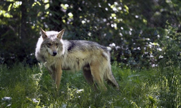 Idaho bill seeks to kill more than 1,000 wolves