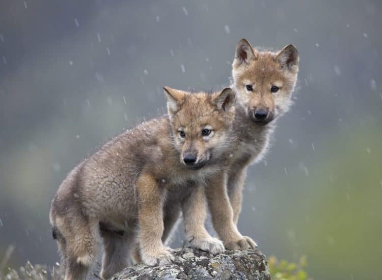 Idaho documents reveal weeks-old wolf pups among 570 maimed, slaughtered wolves