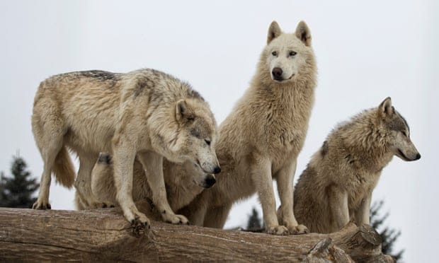 Idaho is going to kill 90% of the state’s wolves. That’s a tragedy – and bad policy