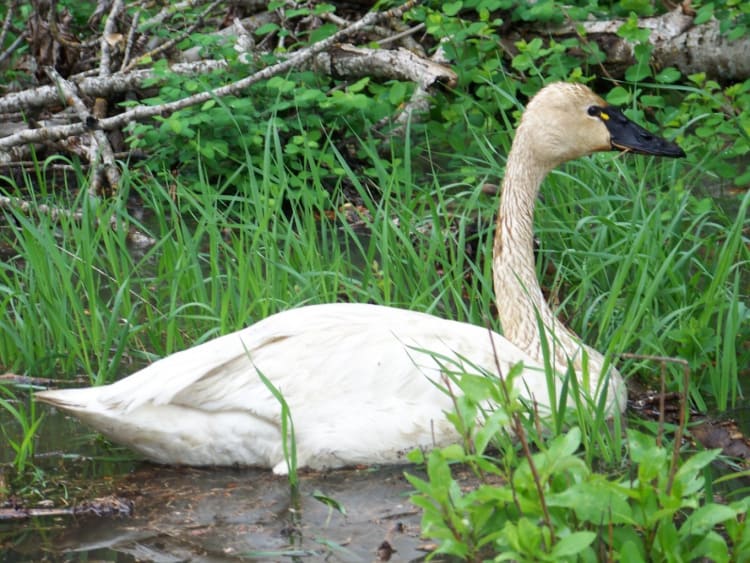 Idaho's first swan hunting season opens in portions of the Panhandle Region
