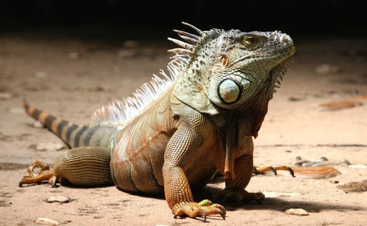Florida Man Injured When Huge Iguana Drops on His Face During Yoga Class