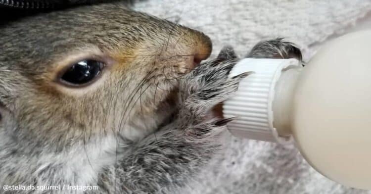 Man Rescues Baby Squirrel And Now The Squirrel Won’t Leave