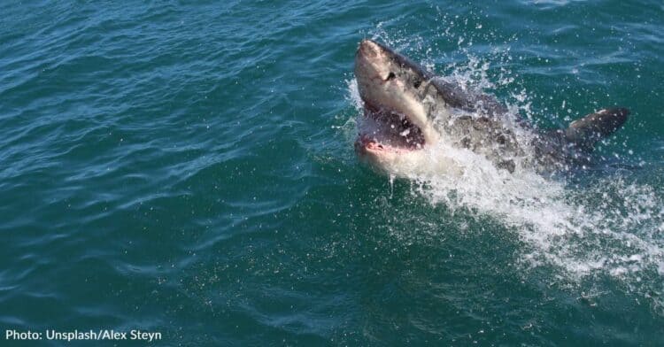 Popular Cape Cod Beach Temporarily Closes After Great White Shark Sighting