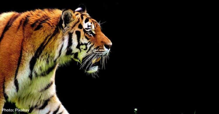 3 Ways You Can Help Tigers On International Tiger Day