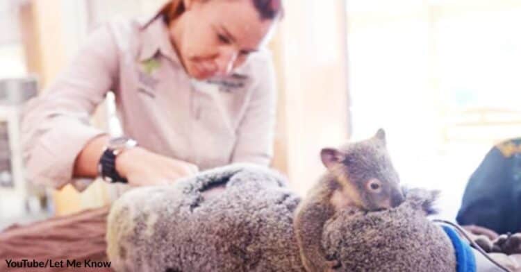 Baby Koala Showers His Mom with Hugs and Kisses as She Undergoes Surgery