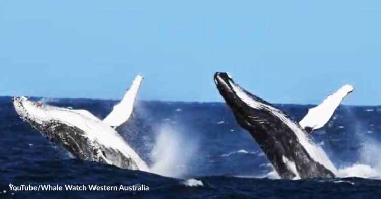 Humpback Whales Are No Longer Endangered in Australia